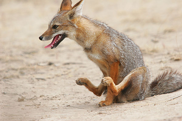 Renard gris d'Argentine.